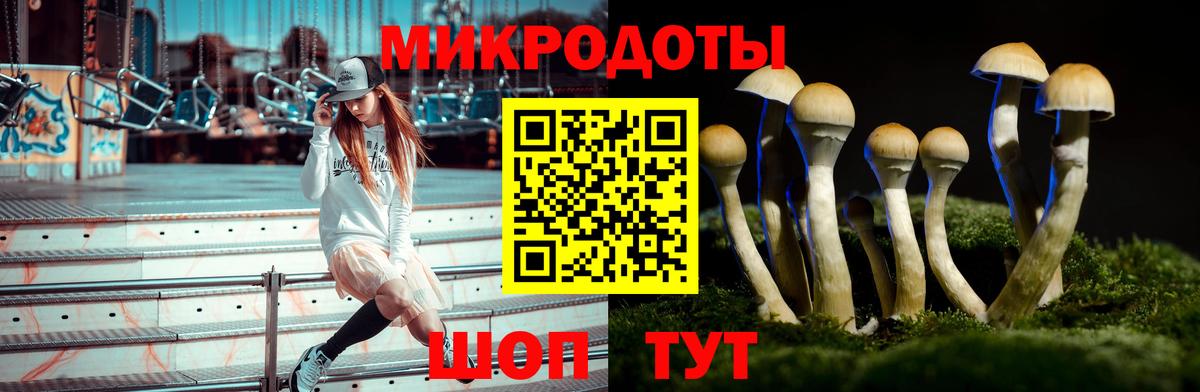 Псилоцибиновые грибы Psilocybe Десногорск